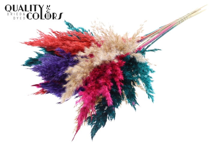 Pampas Grass 70cm 10st/bunch Colourful 4