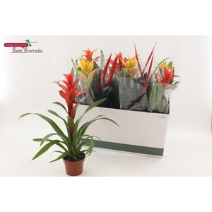 BROMELIA GEM