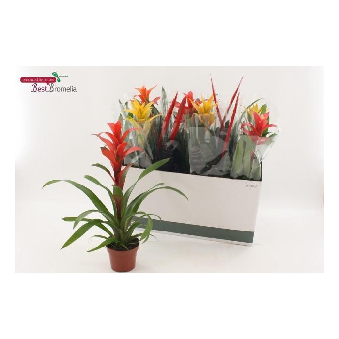 <h4>BROMELIA GEM</h4>