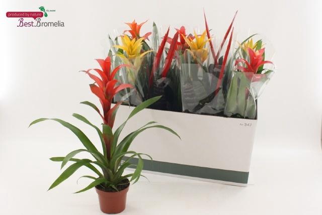 <h4>BROMELIA GEM</h4>