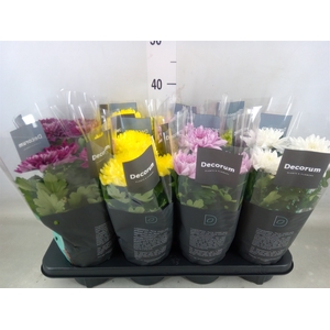Chrysanthemum  'Supernova'  ..mix