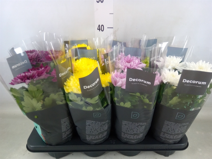 <h4>Chrysanthemum  'Supernova'  ..mix</h4>