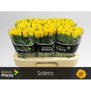 R GR SOLERO