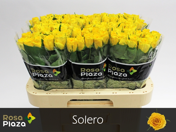 <h4>R GR SOLERO</h4>