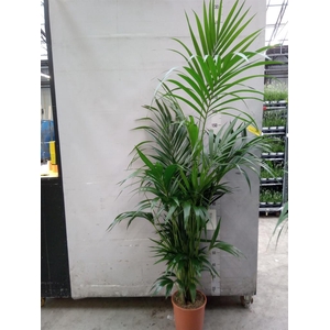 Howea forsteriana