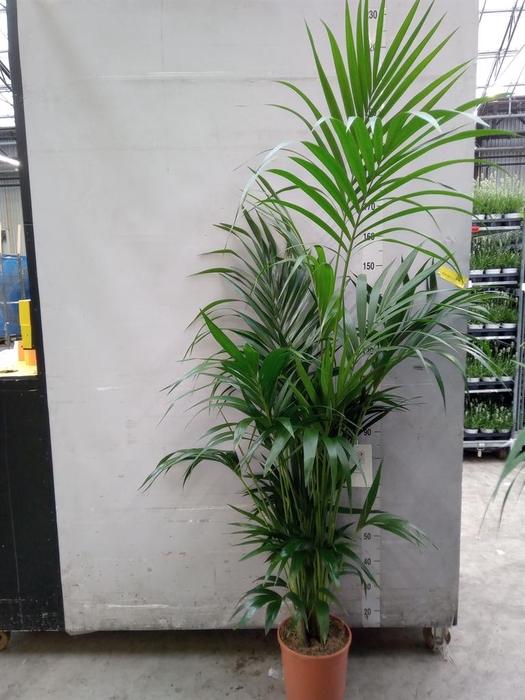 <h4>Howea forsteriana</h4>