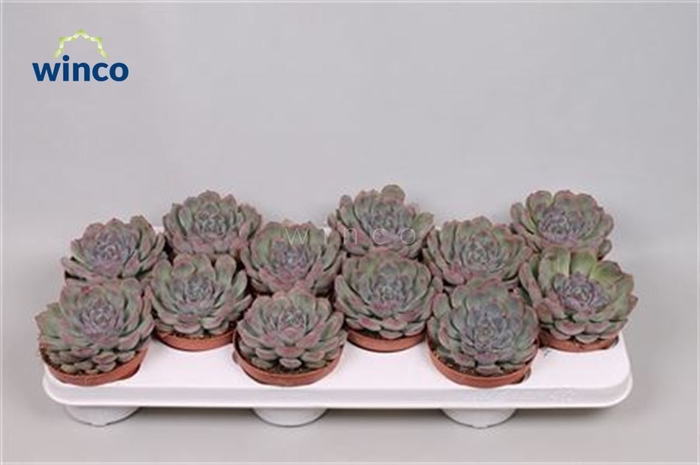 <h4>Echeveria Pulidonis Grey</h4>