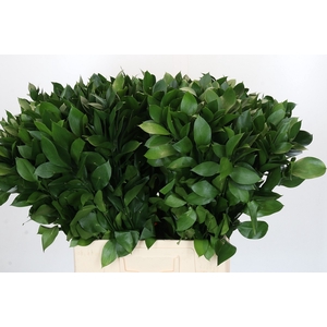 RUSCUS HYPOPHYLLUM