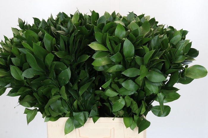 <h4>RUSCUS HYPOPHYLLUM</h4>