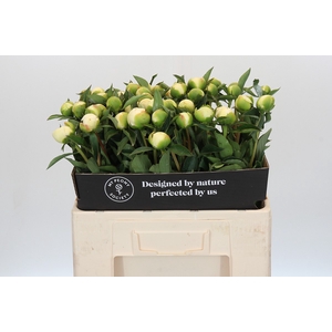 Paeonia Duchesse De Nemours
