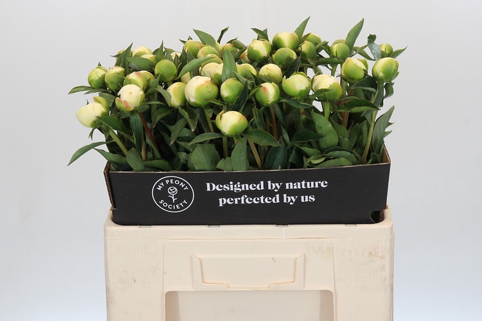 <h4>Paeonia Duchesse De Nemours</h4>