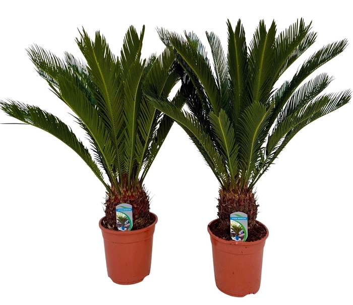 <h4>Cycas revoluta</h4>