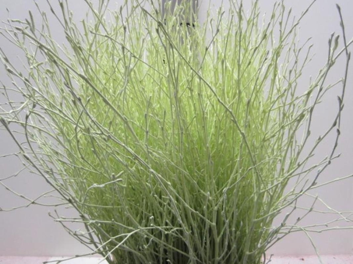 <h4>BERK LICHT GROEN L60</h4>