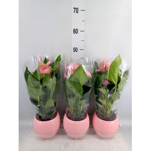 Anthurium   ...mix