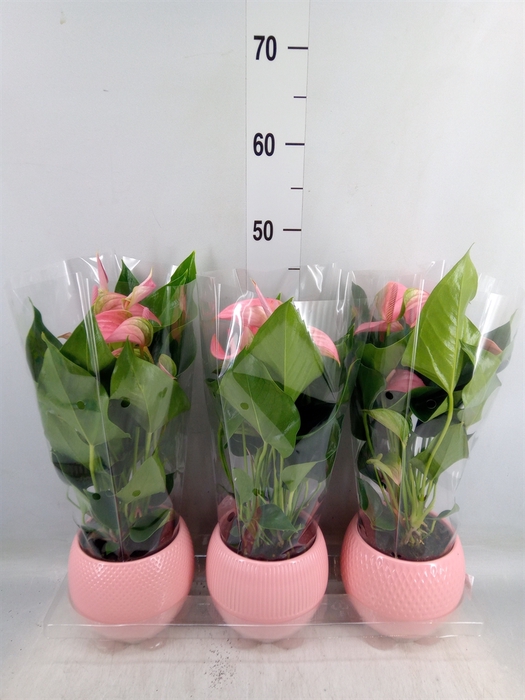 <h4>Anthurium   ...mix</h4>