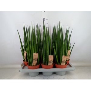 Sansevieria bacularis