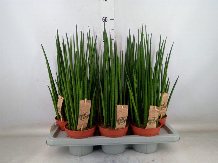 <h4>Sansevieria bacularis</h4>