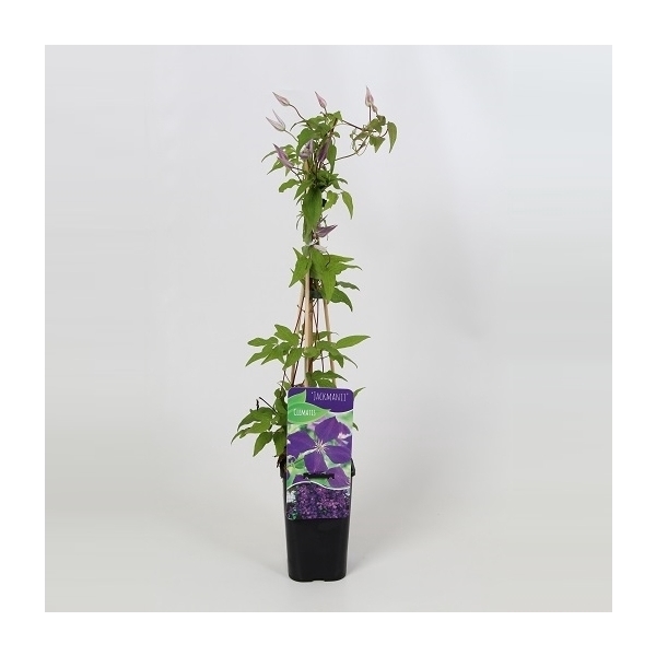 <h4>Clematis Jackmanii</h4>