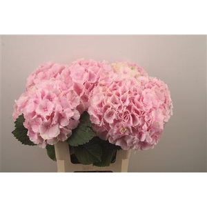 Hydr M Verena Pink