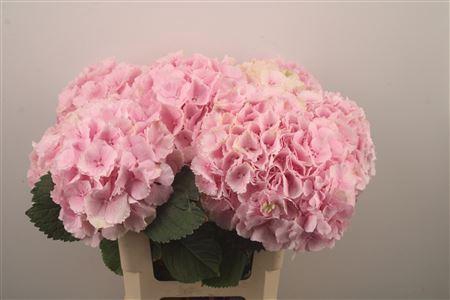 <h4>Hydr M Verena Pink</h4>