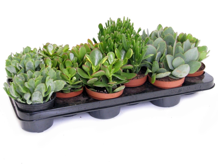 <h4>Crassula mix 10,5 cm</h4>