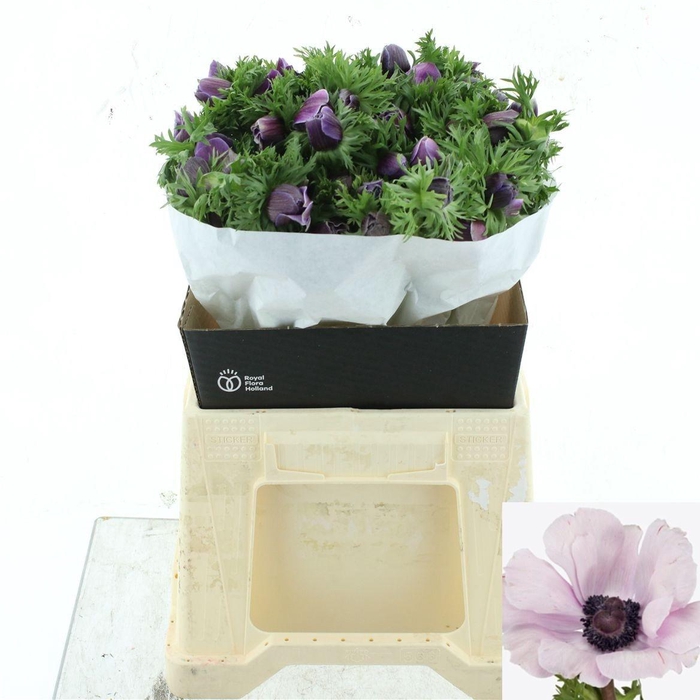 <h4>ANEM CO MIS + RARITY</h4>