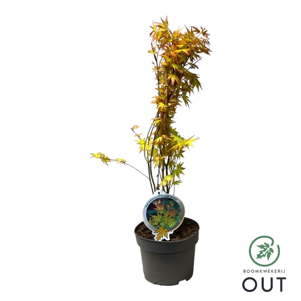 <h4>Acer palm. Orange Dream 40-50 C3</h4>