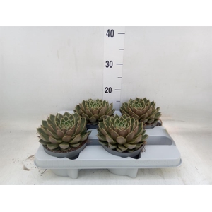 Echeveria   ...not flowering