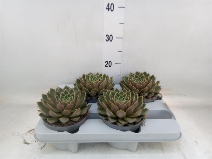 <h4>Echeveria   ...not flowering</h4>
