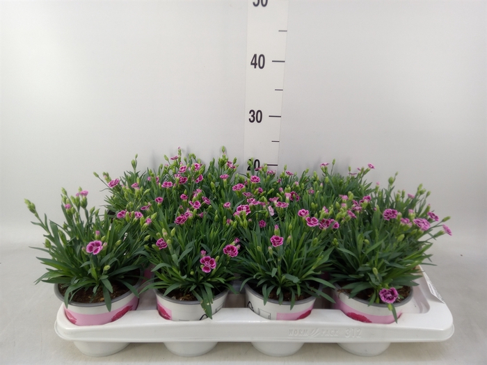 <h4>Dianthus  'Pink Kisses'</h4>