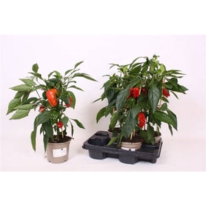 Groenteplanten Paprika (Capsicum annuum)