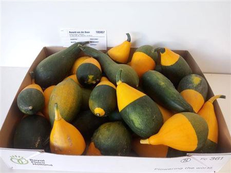 <h4>Sier Cuc P Pear Bicolor X25</h4>