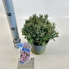 Andromeda polifolia 'Blue Ice'