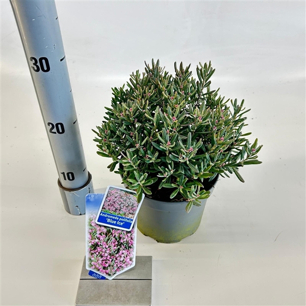 <h4>Andromeda polifolia 'Blue Ice'</h4>