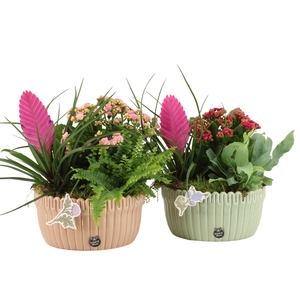 21929: Contradiction arrangement