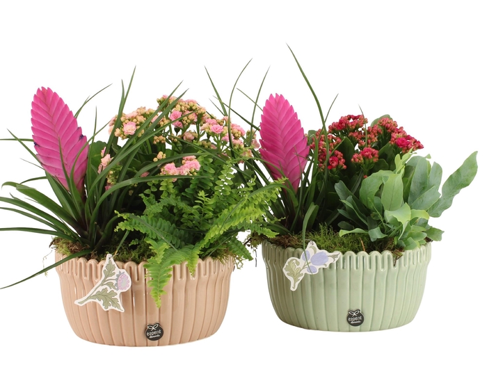 <h4>21929: Contradiction arrangement</h4>