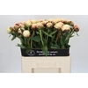 Paeonia Ann Cousins