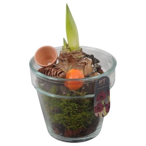 PTAA8818 Arrangementen Hippeastrum
