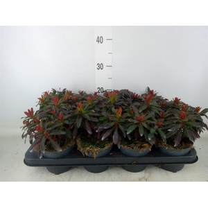 Euphorbia amygdaloides 'Purpurea'