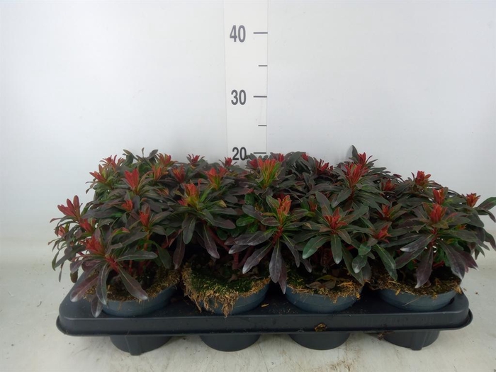 <h4>Euphorbia amygdaloides 'Purpurea'</h4>