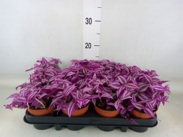 <h4>Tradescantia zebr. 'Pink Paradise'</h4>