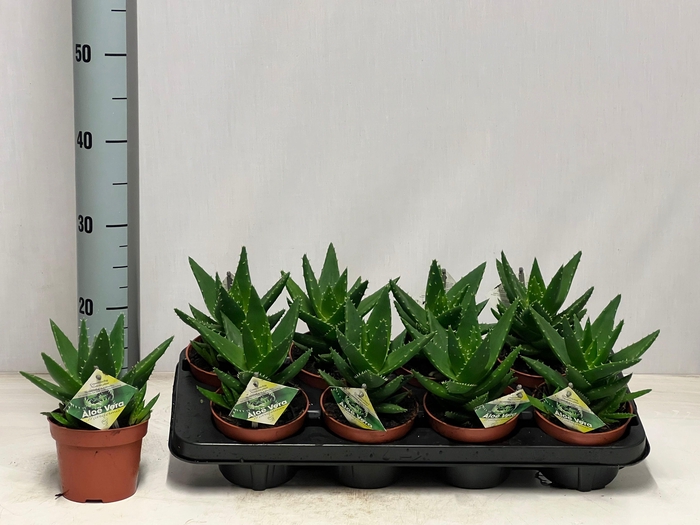 <h4>ALOE PERFOLIATA</h4>