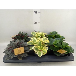 Peperomia   ...mix