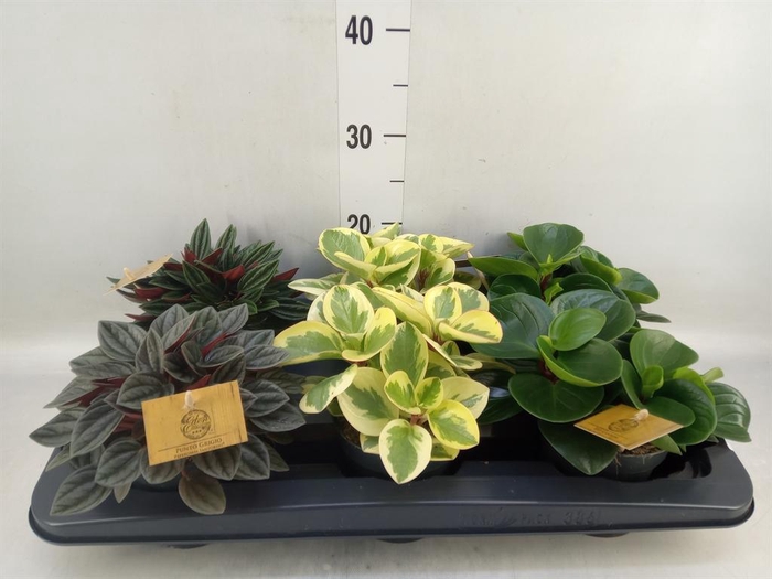 <h4>Peperomia   ...mix</h4>