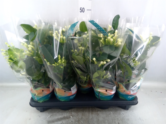 <h4>Stephanotis floribunda   ...</h4>