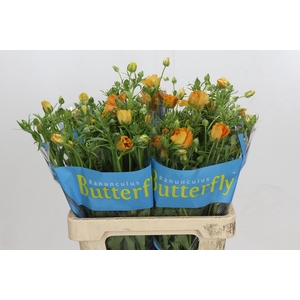 Ranunculus Butterfly Charis