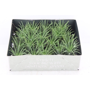 arr3 CP - Till. - Ionantha groen x20