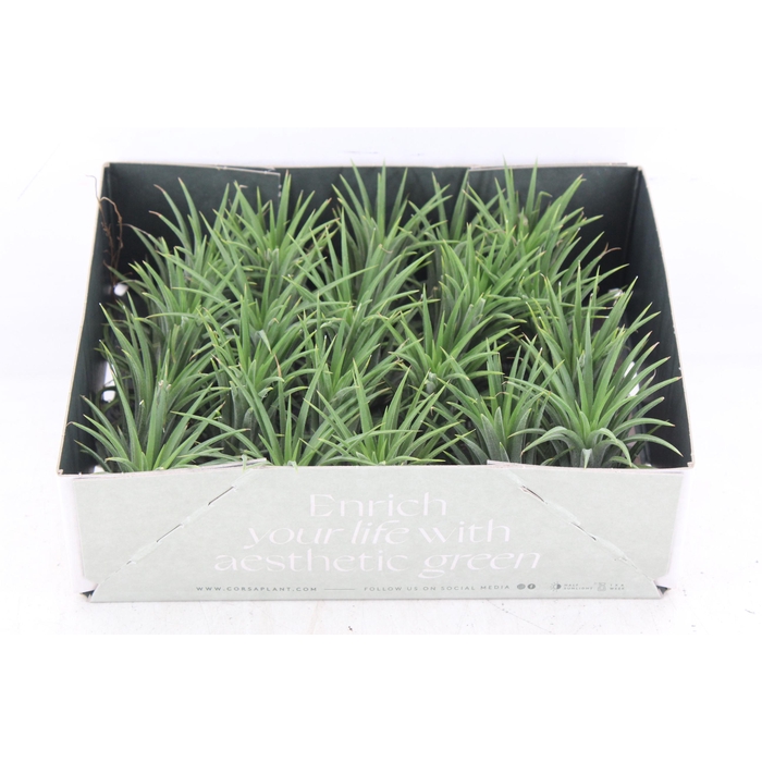 <h4>Arr3 Cp - Till. - Ionantha Groen X20</h4>