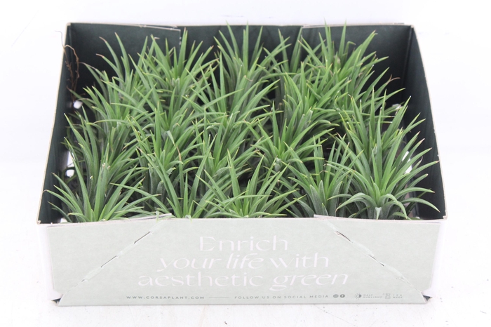 <h4>arr3 CP - Till. - Ionantha groen x20</h4>