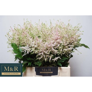 ASTIL JA EUROPA LIGHT PINK